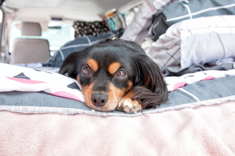 A dog sleeping on a bed in a vehicle. Top Tips For Taking Your Dog On Your Camping Trip by Webbs.
