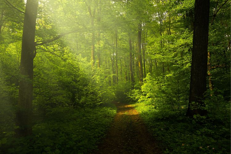 Sun shining through a thick forest onto the forest path. 5 Reasons Why Camping Is Good For You by Webbs.