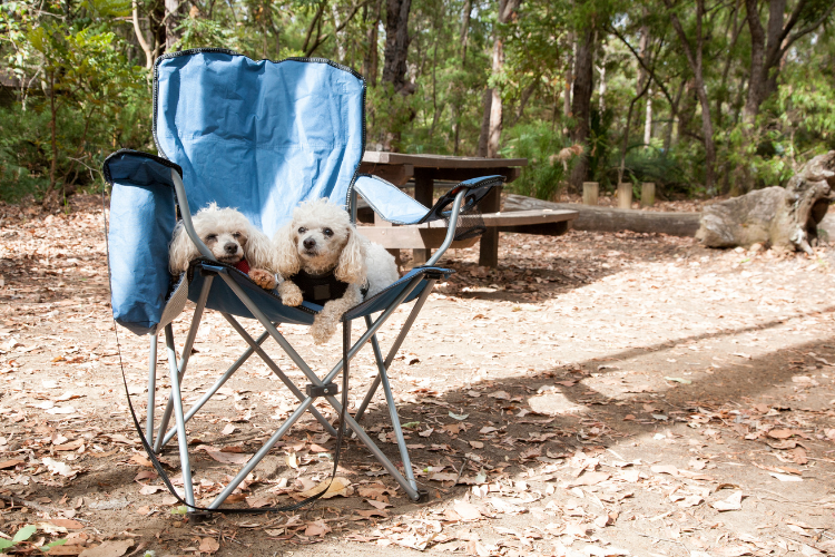 Two dogs led next to each other on a camping chair. Top Tips For Taking Your Dog On Your Camping Trip by Webbs.
