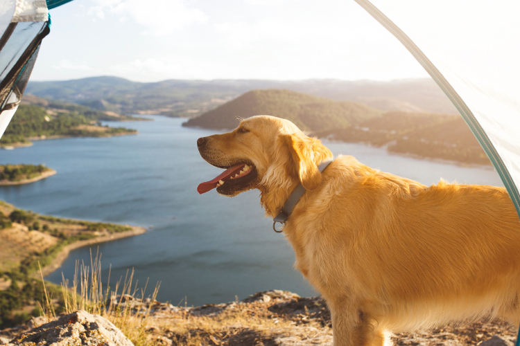 A dog stood outside the front of a tent with a lake and hills in the background. Top Tips For Taking Your Dog On Your Camping Trip by Webbs.