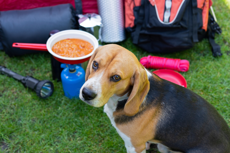 A dog sat beside a pot of beans cooking on a portable gas stove. Top Tips For Taking Your Dog On Your Camping Trip by Webbs.