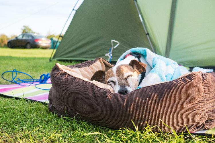 A dog asleep in its bed beside a tent. Top Tips For Taking Your Dog On Your Camping Trip by Webbs.