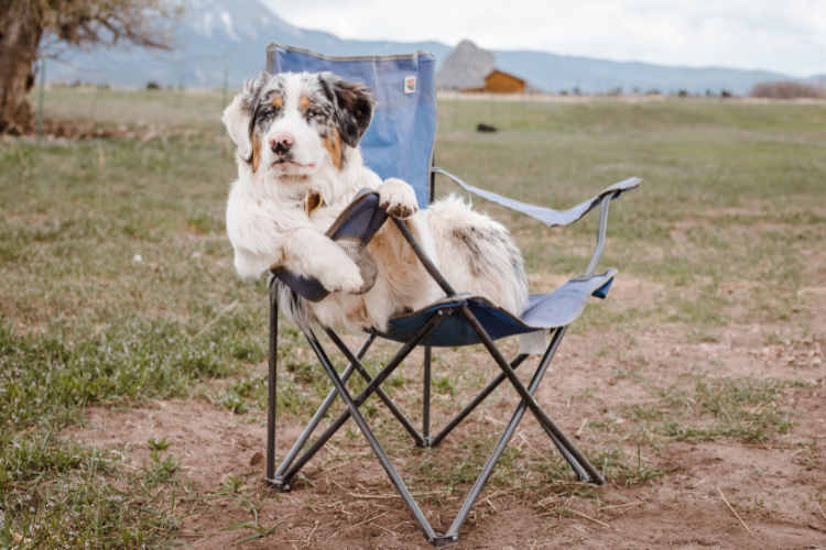 A dog relaxing in a camping chair