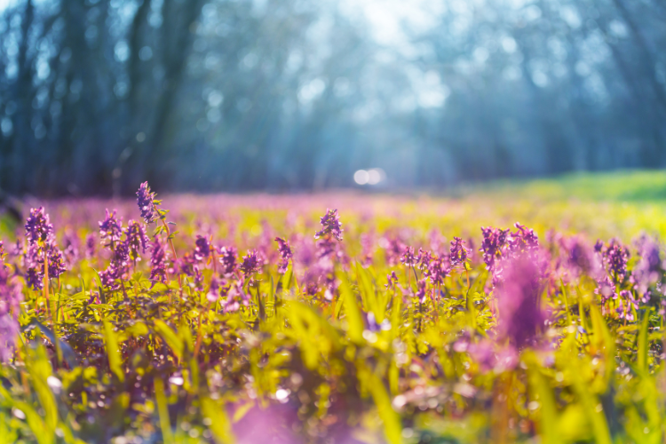 Spring flowers in a field