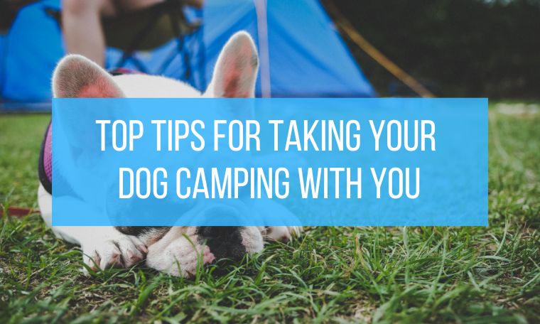 Webbs top tips for taking your dog camping with you