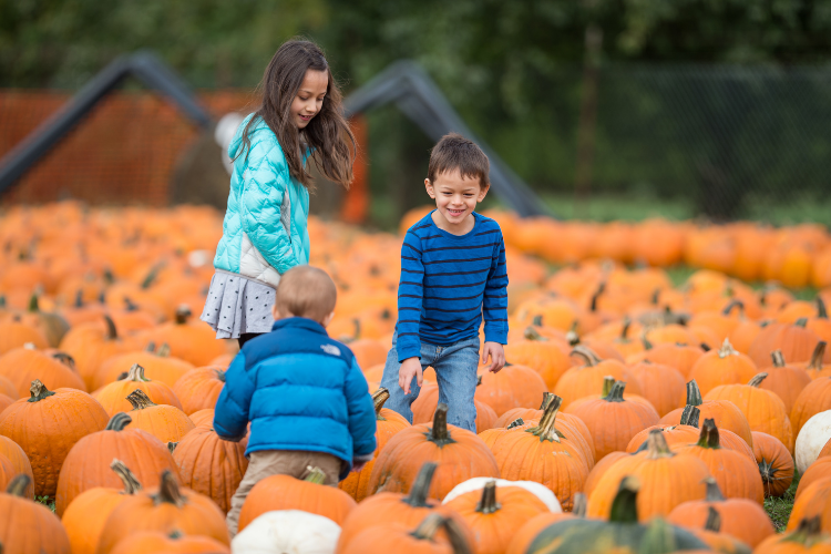 Young children picking pumpkins. Family Friendly Motorhome and Caravan Holiday Ideas by Webbs.